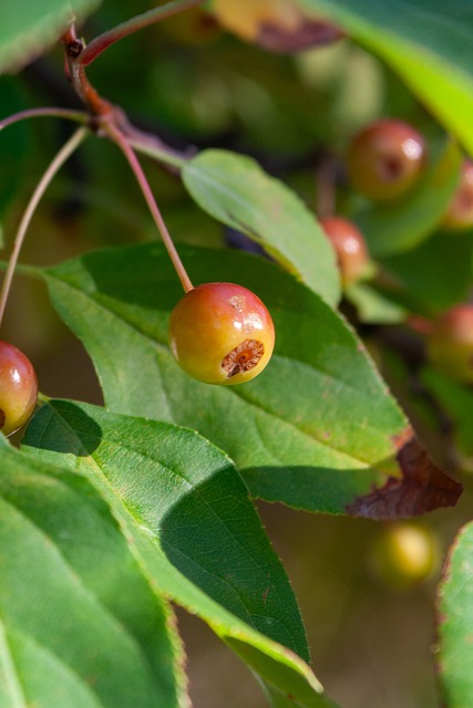 为伊赛亚 为伊赛亚